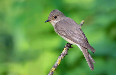 Spotted flycatcher perched on a lichen branch