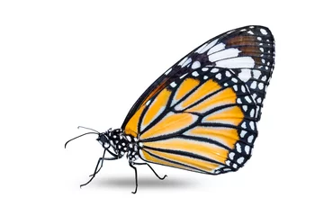 Photo sur Aluminium Papillon Common Tiger butterfly
