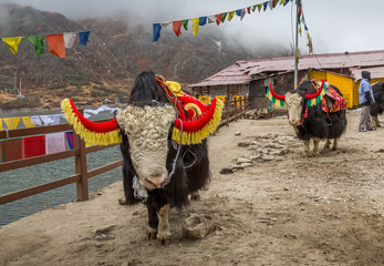 Wild yak animals domesticated and used for tourist ride near Tsomgo (Changu) lake, East Sikkim...