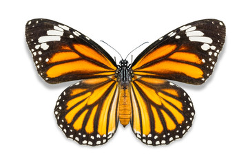 Fototapeta na wymiar Common Tiger butterfly