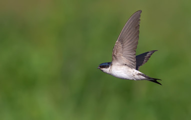 Common house martin in flight