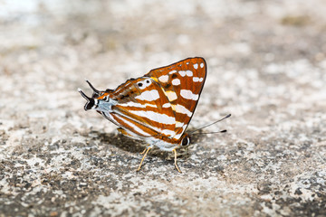 Fototapeta na wymiar Orange Punch butterfly