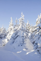 Winter forest. Snow covered spruces. Ural landscape