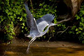 Grey Heron bird, Ardea cinerea, taking flight from the River Thames in Berkshire, UK