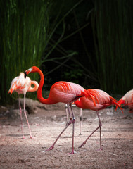 Portrait of a pink flamingo