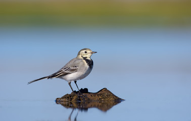 White wagtail on an small island