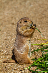 Marmot eating something green leaf