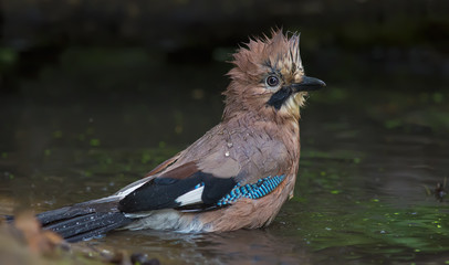 Eurasian jay bathing and soaking