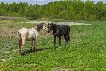 Naklejka na ściany i meble a pair of horses playing on the meadow 