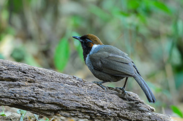 Laughingthrush(Garrulax strepitans), beautiful brown bird on branch at Chong yen,Thailand.
