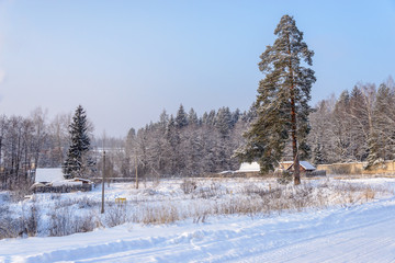 Fototapeta premium High pine near winter roads
