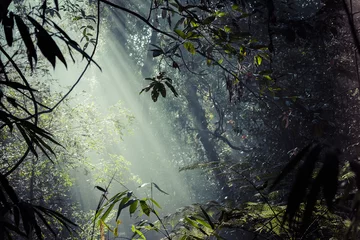 Vlies Fototapete Dschungel Sonnenlichtstrahlen strömen durch Blätter in einem Regenwald bei Sinharaja F