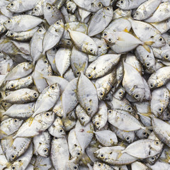 Fresh fish at local Sri Lanka market.