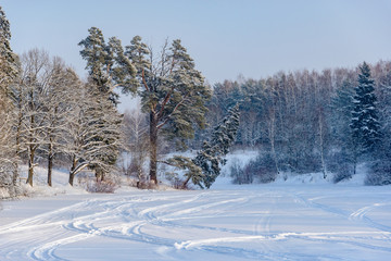Tilted fir tree on the shore of a frozen pond