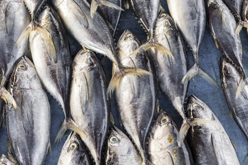 Fresh fish at local Sri Lanka market.