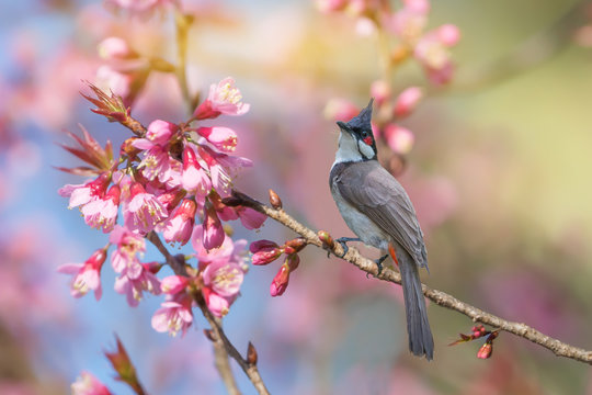 Red-whiskered bulbul (Pycnonotus jocosus) resting on sakura flower /Tall crested bird perching on cherry blossom branch, morning light.