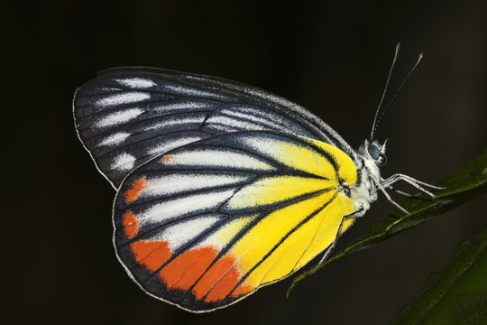 Painted jezabel  butterfly, Delias hyparete metarete