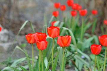 Fototapeta premium tulip