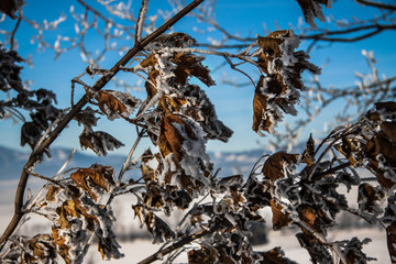 Branches covered with snow and ice in cold winter weather.