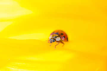 Marienkäfer auf der Sonnenblume