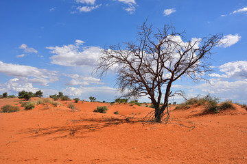 Kalahari desert, Namibia - obrazy, fototapety, plakaty