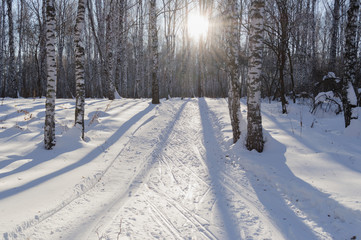 ski tracks in winter forest