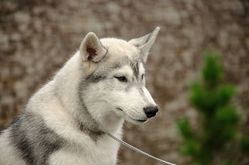 портрет белой собаки