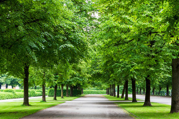 Fototapeta na wymiar Big trees with road in park. Green nature background.