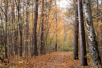 Autumn in the forest.