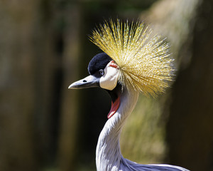 African Crane