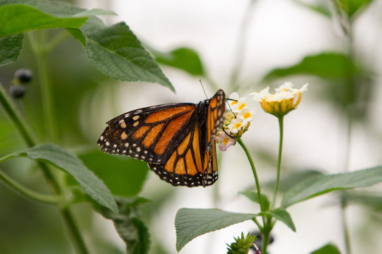 Monarchs butterfly with distinct orange, black, and white wings on pink and yellow flower
