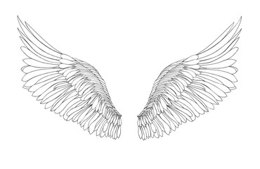 Wings. Vector illustration on white background. Black and white