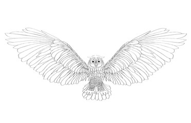 Graphic illustration of flying owl. Vector illustration. Black