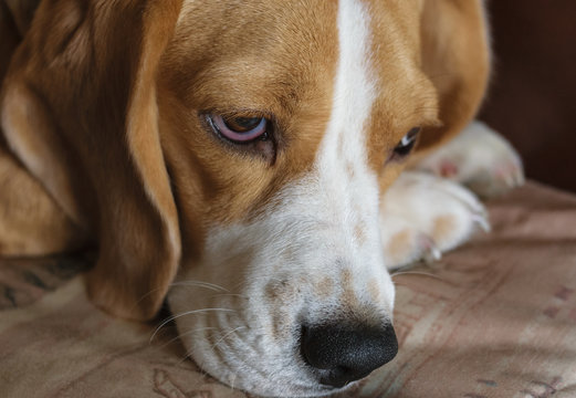 Портрет собаки породы бигль, лежащей задумчиво на диване 