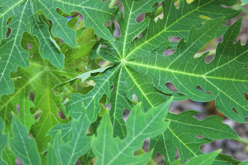 Papaya green leaf in garden.