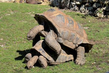 Fototapeta premium Begattung von Riesenschildkröte - Testudinidae