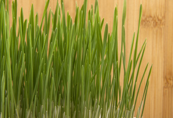 Green young grass on a background of wooden texture
