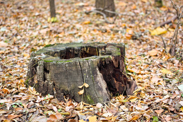 Old maple tree stump and dry yellow dead leaves in the autumn forest, old dark stump with leaves inside and yellow orange leaves around
