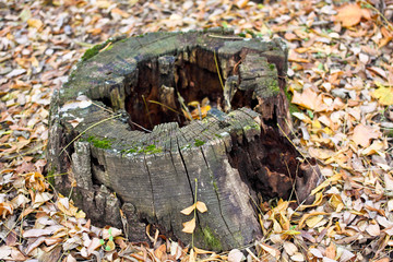 Old maple tree stump and dry yellow dead leaves in the autumn forest, old dark stump with leaves inside and yellow orange leaves around