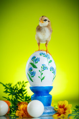 little chick with daisies