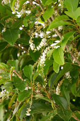 Green plant with small white perfumed flowers.