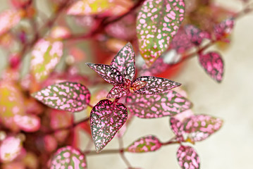 Hypoestes phyllostachya close-up on sale. Selective focus.