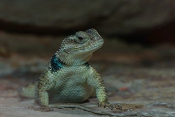 Blauer Stachelleguan sitzt neugierig auf Felsen