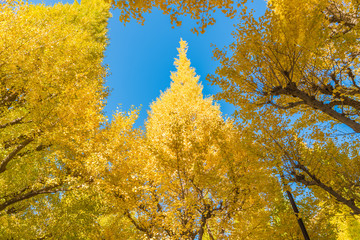 Autumn colors of the Ginkgo Tree