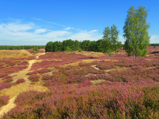 Heather landscape with pink blossoms of Erica and trees during summer