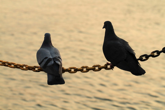 Silhouette of two pigeons hold on chain string with blurred rive