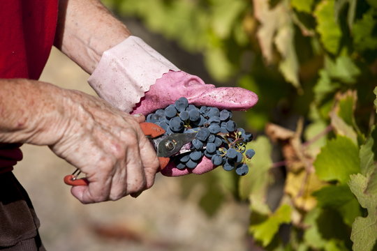 Wine harvest, vendange, Cabernet Franc grapes by hand at Chateau Lafleur at Pomerol in the Bordeaux region of France