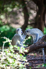 Naklejka premium Monkeys grooming