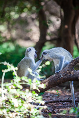 Monkeys grooming