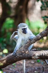 Monkey scratching itself